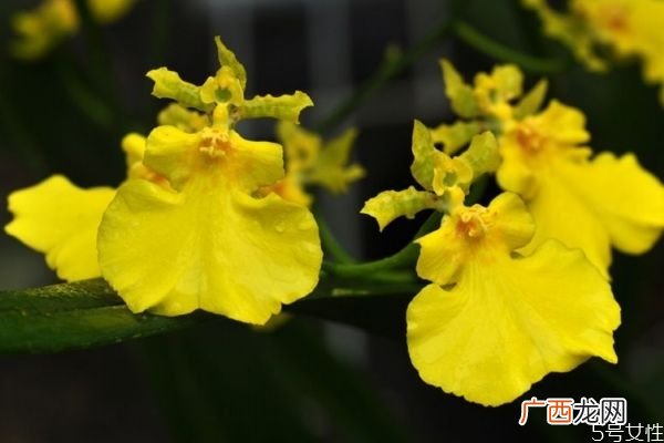 文心兰的花语是什么呢 文心兰种植需要注意什么呢