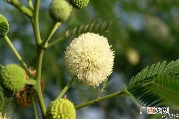 银合欢是一种什么植物呢 银合欢的作用有什么呢