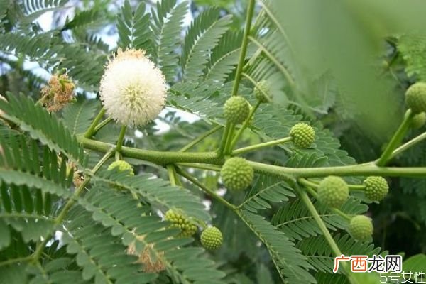 银合欢是一种什么植物呢 银合欢的作用有什么呢