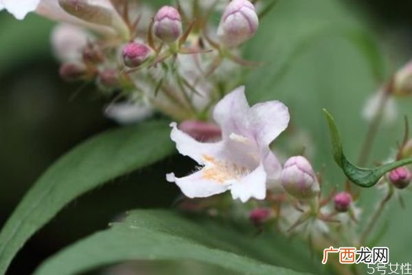 猬实的花语是什么呢 猬实的种植有什么注意的呢