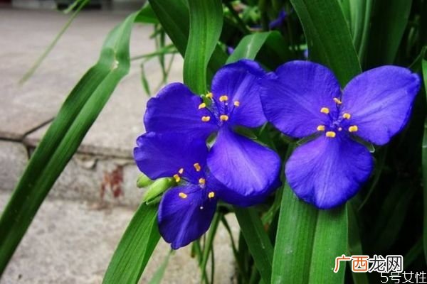 紫露草是一种什么植物呢 紫露草有什么作用呢