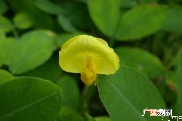蔓花生的花语是什么呢 蔓花生的种植有什么注意的呢