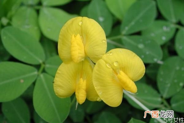 蔓花生是一种什么植物呢 蔓花生有什么作用呢