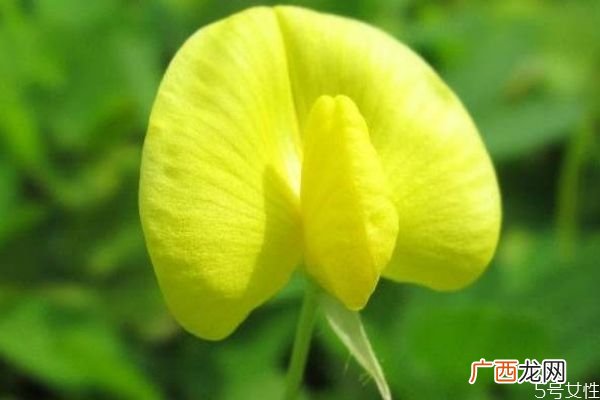 蔓花生是一种什么植物呢 蔓花生有什么作用呢