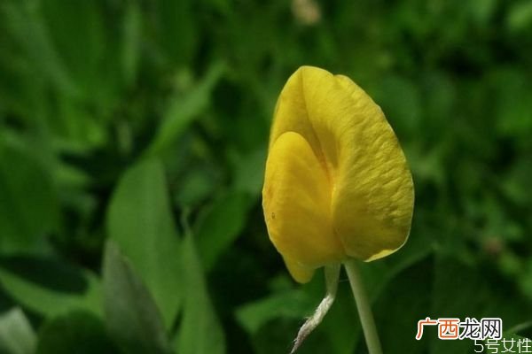 蔓花生是一种什么植物呢 蔓花生有什么作用呢