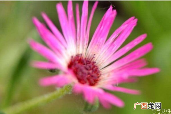 松叶菊的花语是什么呢 松叶菊的种植有什么注意的呢