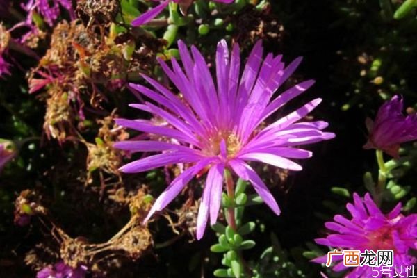 松叶菊的花语是什么呢 松叶菊的种植有什么注意的呢