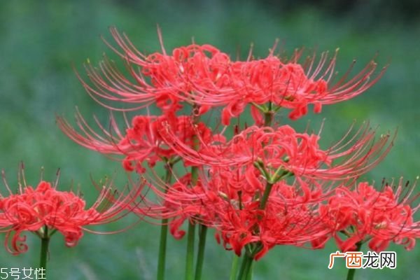 什么是彼岸花呢 彼岸花有什么作用呢