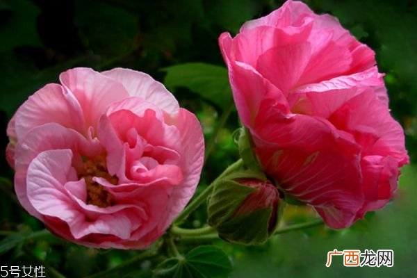 什么是木芙蓉呢 木芙蓉有什么作用呢