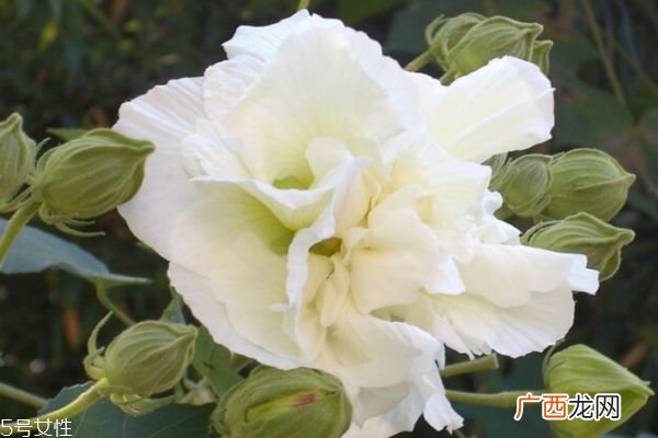 什么是木芙蓉呢 木芙蓉有什么作用呢