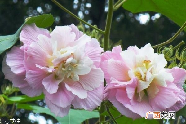什么是木芙蓉呢 木芙蓉有什么作用呢