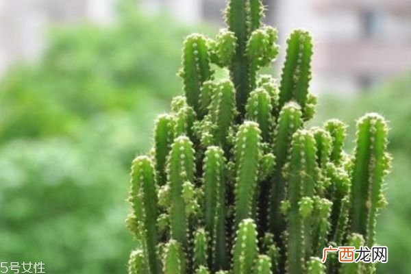 什么是仙人指呢 仙人指有什么作用呢
