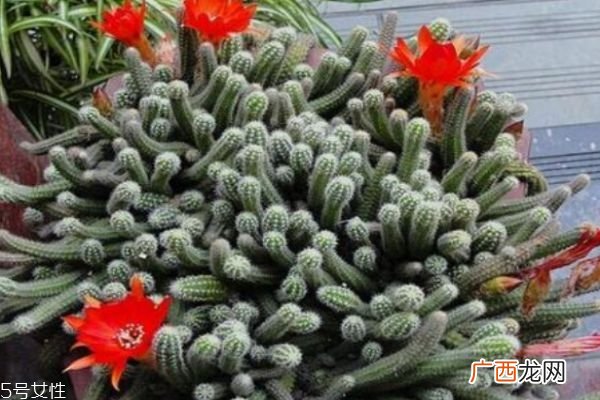 什么是仙人指呢 仙人指有什么作用呢