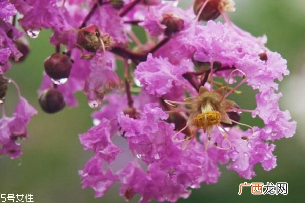 紫薇花是一种什么花呢 紫薇花有什么作用呢