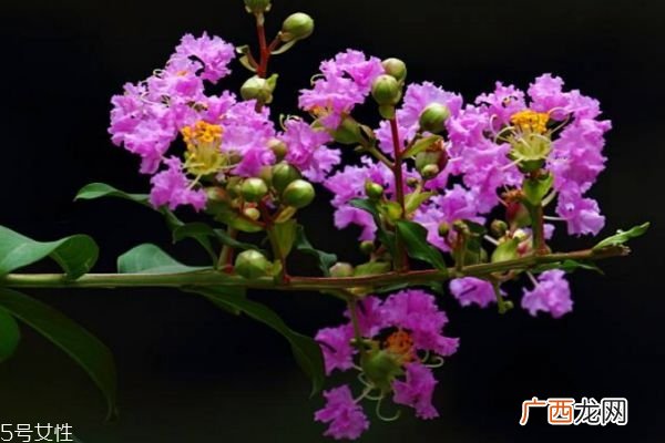 紫薇花是一种什么花呢 紫薇花有什么作用呢