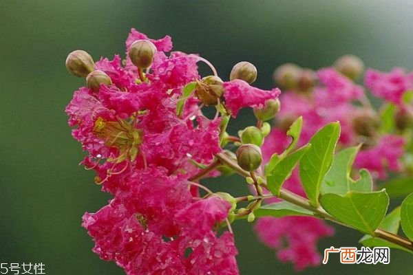 紫薇花是一种什么花呢 紫薇花有什么作用呢