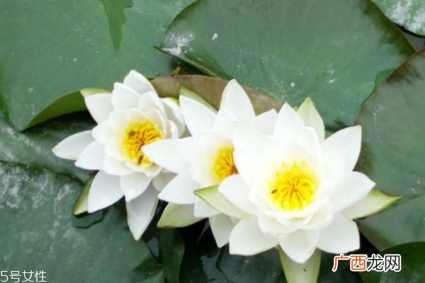 睡莲是一种什么样的植物呢 睡莲的作用有什么呢