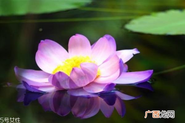 睡莲是一种什么样的植物呢 睡莲的作用有什么呢