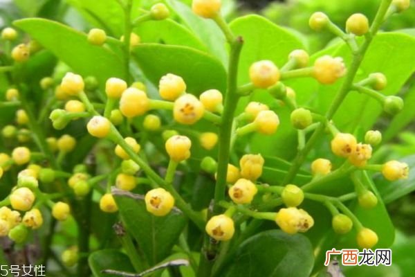 米兰花是一种什么花呢 米兰花有什么作用呢