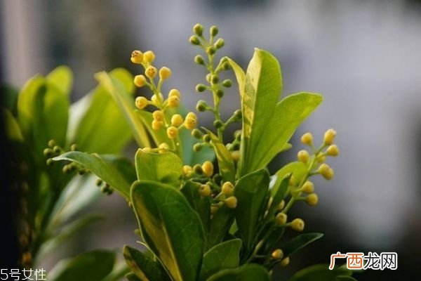 米兰花是一种什么花呢 米兰花有什么作用呢