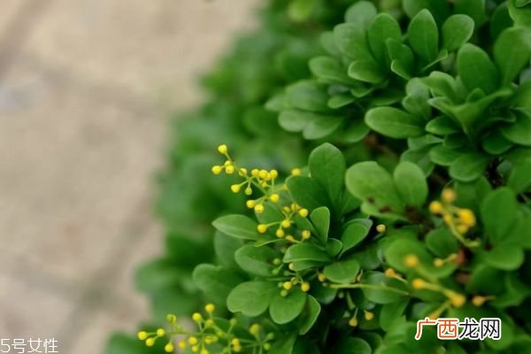 米兰花是一种什么花呢 米兰花有什么作用呢