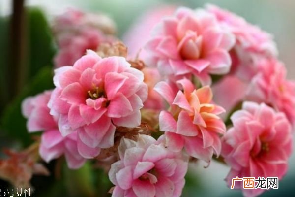 什么是长寿花呢 长寿花有什么作用呢
