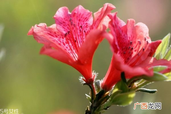 杜鹃花有什么作用吗 杜鹃花生长在什么环境里呢
