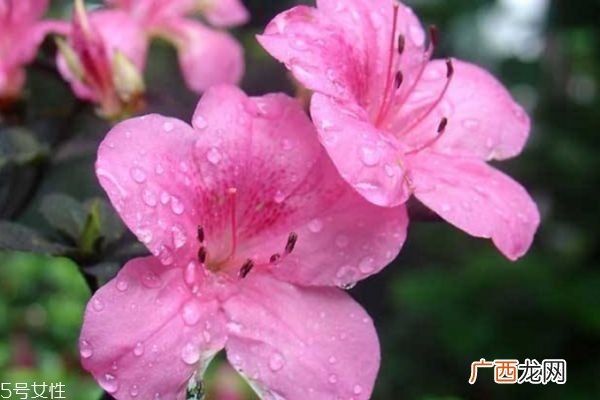杜鹃花有什么作用吗 杜鹃花生长在什么环境里呢