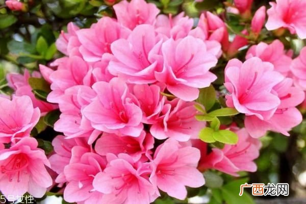 杜鹃花有什么作用吗 杜鹃花生长在什么环境里呢