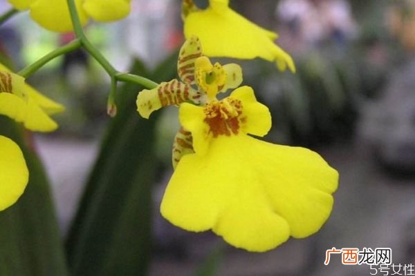 文心兰是一种什么植物呢 文心兰的作用有什么呢