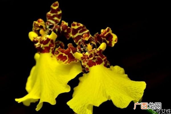 文心兰是一种什么植物呢 文心兰的作用有什么呢