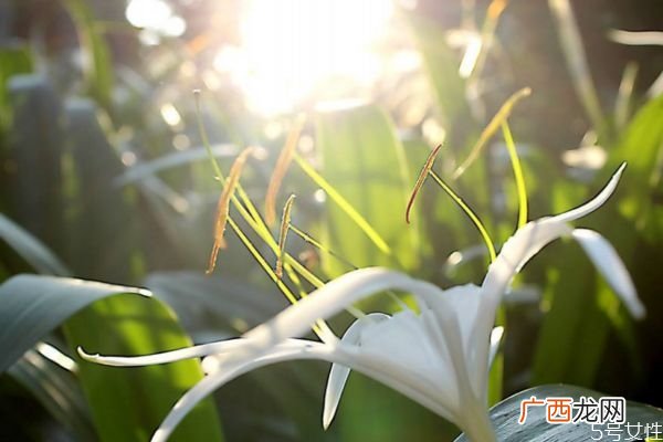 水鬼蕉的花语是什么呢 种植水鬼蕉要注意什么呢