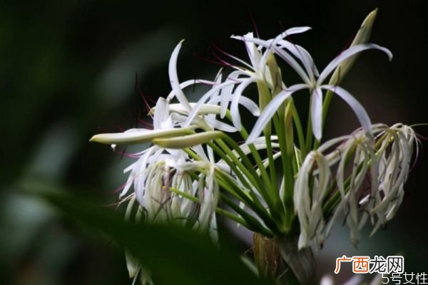 水鬼蕉的花语是什么呢 种植水鬼蕉要注意什么呢