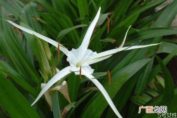 水鬼蕉是一种什么植物呢 水鬼蕉的作用有什么呢
