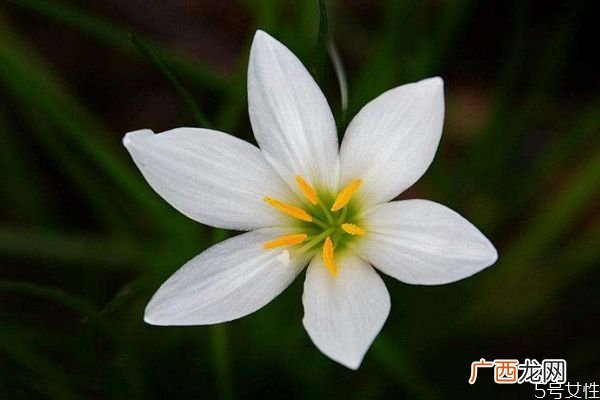 葱莲的花语是什么呢 葱莲的种植需要注意什么呢