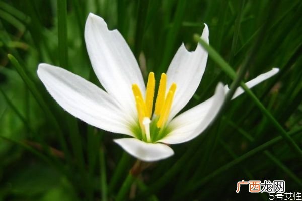 葱莲是一种什么植物呢 葱莲的作用有什么呢