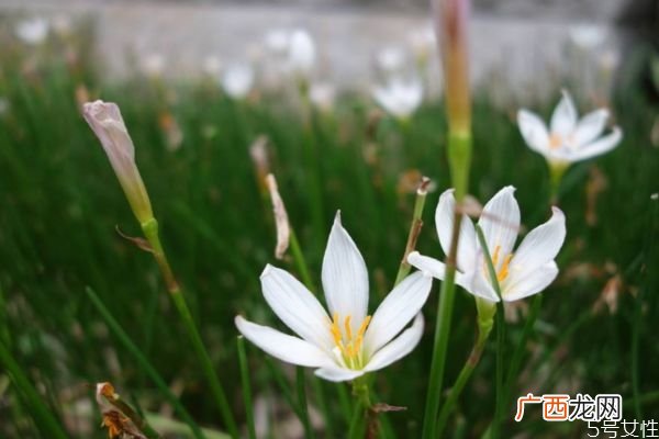 葱莲是一种什么植物呢 葱莲的作用有什么呢