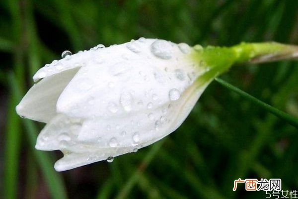 葱莲是一种什么植物呢 葱莲的作用有什么呢