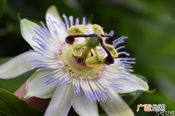 什么是日轮花呢 日轮花有什么作用呢