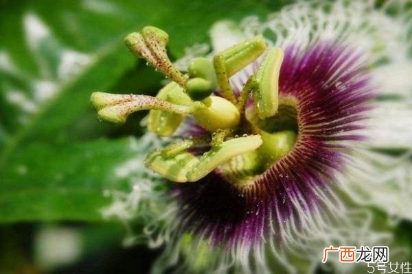 什么是日轮花呢 日轮花有什么作用呢