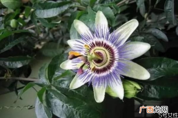 什么是日轮花呢 日轮花有什么作用呢