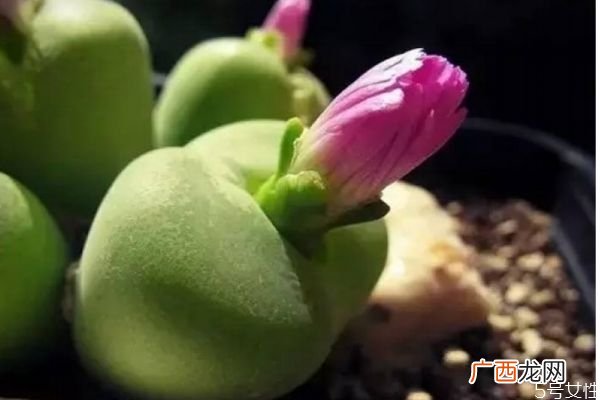什么是多肉植物呢 多肉植物有什么特点呢