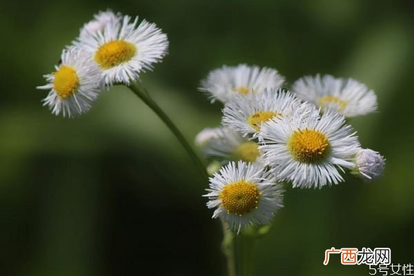 飞蓬是一种什么植物呢 飞蓬有什么作用呢