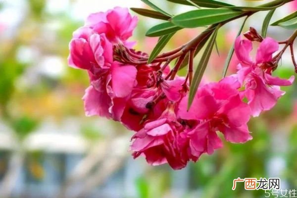 夹竹桃的花期是什么时候呢 夹竹桃有毒吗