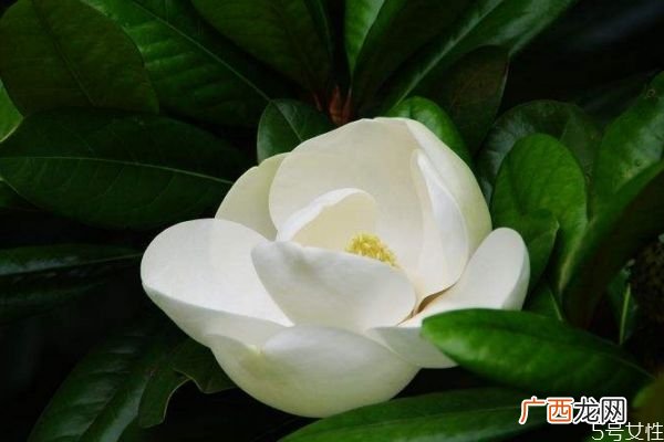 广玉兰的花期是什么时候呢 广玉兰应该怎么种植呢