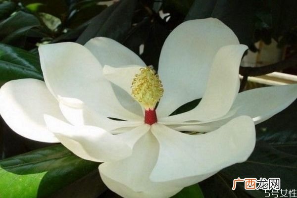 广玉兰的花期是什么时候呢 广玉兰应该怎么种植呢