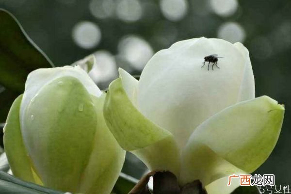 广玉兰的花期是什么时候呢 广玉兰应该怎么种植呢