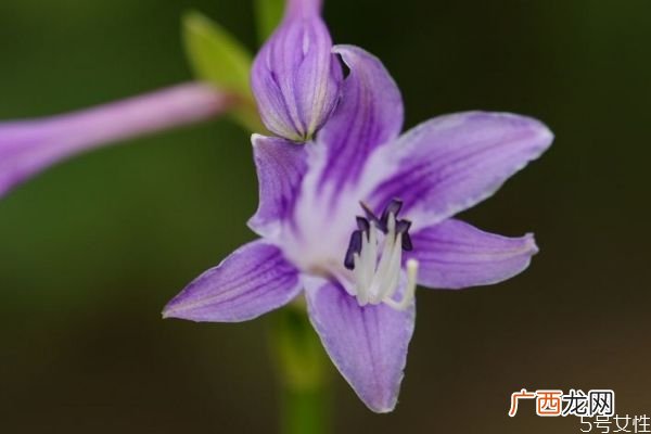 玉簪花会开花吗 玉簪花的种植有什么注意的呢
