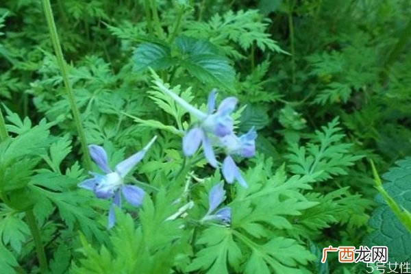 还亮草的花语是什么呢 还亮草的病虫害防治怎么弄呢