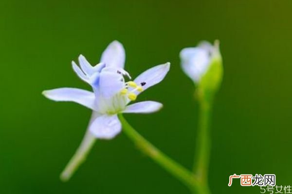 还亮草是一种什么植物呢 还亮草的作用有什么呢